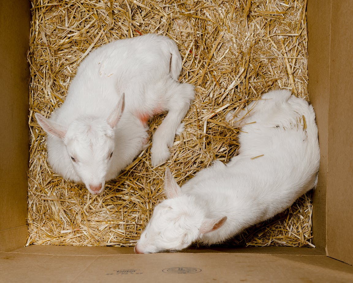 Two young white goats rest in straw.